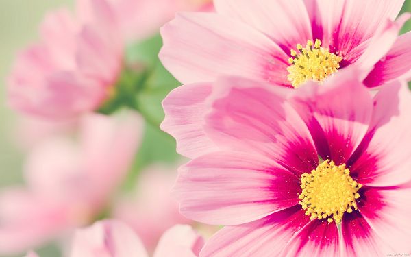 click to free download the wallpaper--Beautiful Pink Flowers Are Blooming, Yellow Pistils Are Showing Their Face, They Are Such an Impressive Scene - Natural Plant Wallpaper