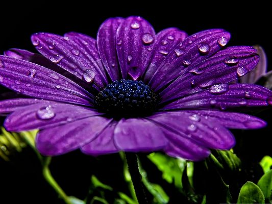 click to free download the wallpaper--Beautiful Purple Flower, Water Drops on Blooming Flower, Prosperous Scene
