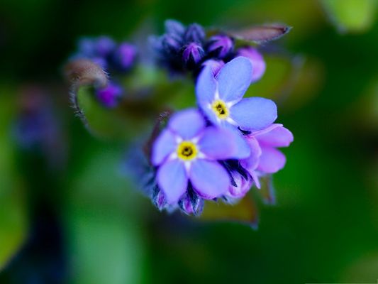 click to free download the wallpaper--Beautiful Purple Flowers, Little Flowers Blooming, Green Background