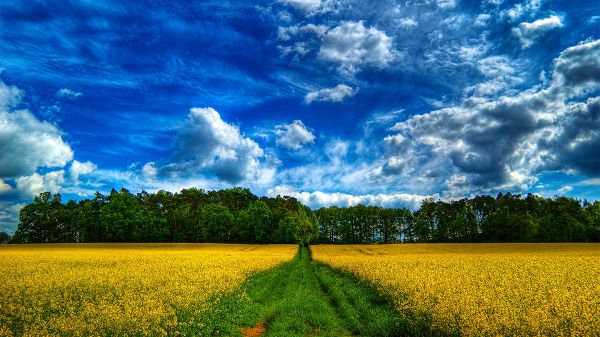 click to free download the wallpaper--Beautiful Scene of Flowers - Rape Flowers in Bloom, the Blue Sky, Green Trees Interspersed