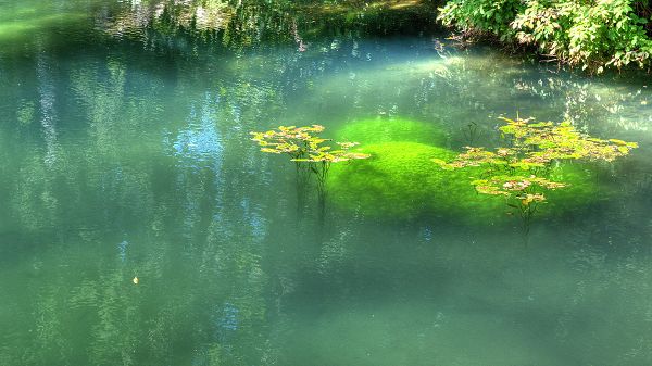 click to free download the wallpaper--Beautiful Scene of River - Green Plants Deep in the Clear River, Afloat Leaves, Combine a Great Scene 