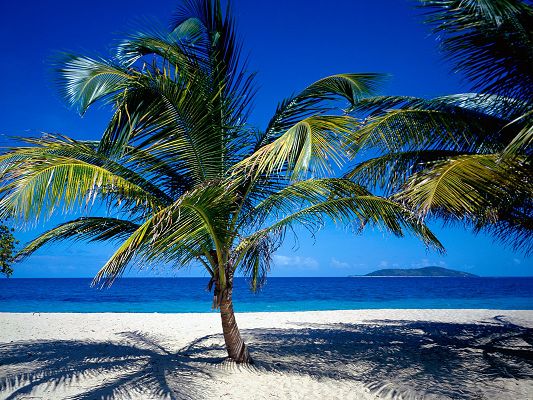 click to free download the wallpaper--Beautiful Sceneries of the World - St. Croix US Virgin Islands in Pixel of 1600x1200, Green Coconut Trees, the Blue Sea, Incredible Scene