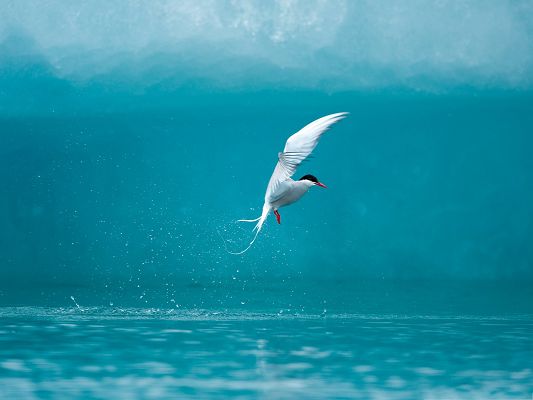 click to free download the wallpaper--Beautiful Sea Bird Photography, White and Big Bird Flying Over the Sea Surface