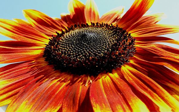 click to free download the wallpaper--Beautiful Sunflowers Picture, Orange Petals and Ripe Melon Seeds, Amazing Scene