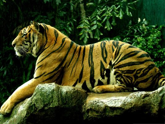 click to free download the wallpaper--Beautiful Tiger Images, Lying on Stone, Peaceful and Majestic Look
