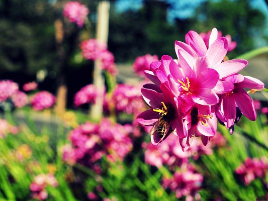 click to free download the wallpaper--Bees and Flowers, Deligent Bee on Pink Blooming Flower, Missing Each Other