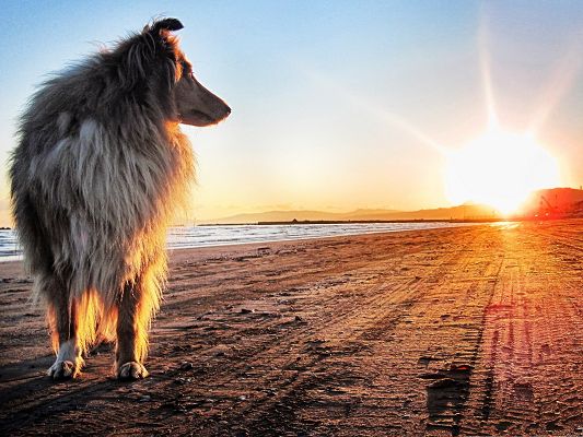 click to free download the wallpaper--Belgian Tervuren Photo, Lassie Puppy Looking at the Setting Sun