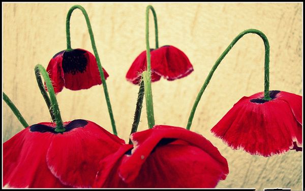 click to free download the wallpaper--Bell Flowers Picture, Red Flowers Lowering Down, Gray Background