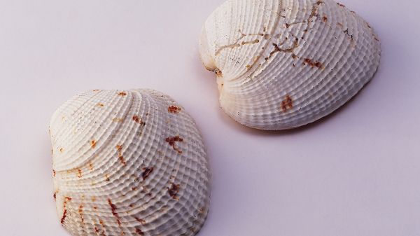 Big Shells Containing Precious Pearls, Beach-Like Background, You Are Close to the Sea - HD Shell Wallpaper