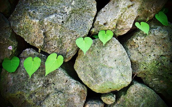click to free download the wallpaper--Bigs and Heavy Stones Are Embracing Each Other, Yet the Green Plants Survived, What a Miracle of Life - HD Natural Scenery Wallpaper