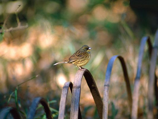 click to free download the wallpaper--Bird Photography, Little Bird Standing on Fences, Looking Faraway