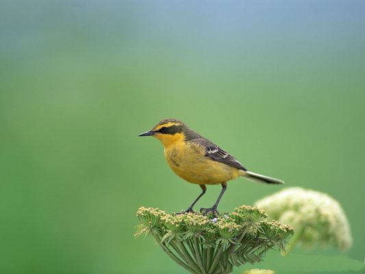 click to free download the wallpaper--Bird Photography, Standing on Green Nest, Its Little Shelter