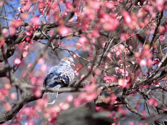 click to free download the wallpaper--Bird Photos, Cute Bird Among Pink Blooming Flowers, Combine Incredible Scene