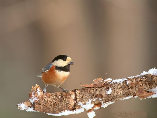 click to free download the wallpaper--Bird Photos, Lonely Bird Standing on Snow, Brown Background