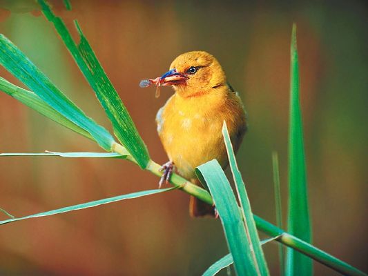click to free download the wallpaper--Bird Pictures, Yellow Little Bird on Green Grass, Holding Food in the Mouth