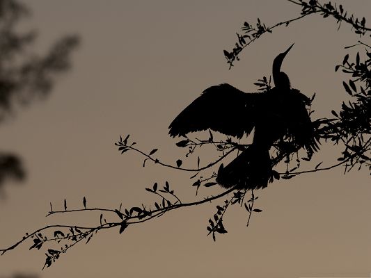 click to free download the wallpaper--Bird Silhouette Picture, Black Bird on Twig, Dusk Scene