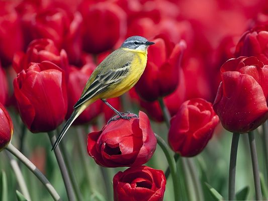 click to free download the wallpaper--Bird and Flowers, Beautiful Bird Standing on Blooming Red Tulips