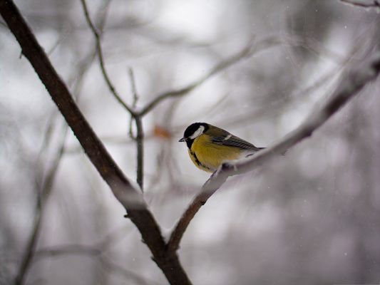 click to free download the wallpaper--Bird and Nature, Beautiful Bird on Snow-Covered Branch, Flying Snow Pieces