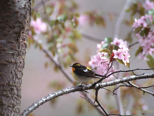 click to free download the wallpaper--Bird and Nature, Little Bird Around Pink Blooming Flowers, Loving Each Other