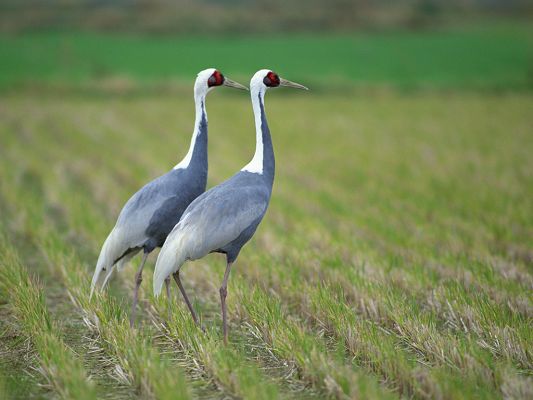 click to free download the wallpaper--Birds Photo, Walking in Gray Wheats and Green Plants