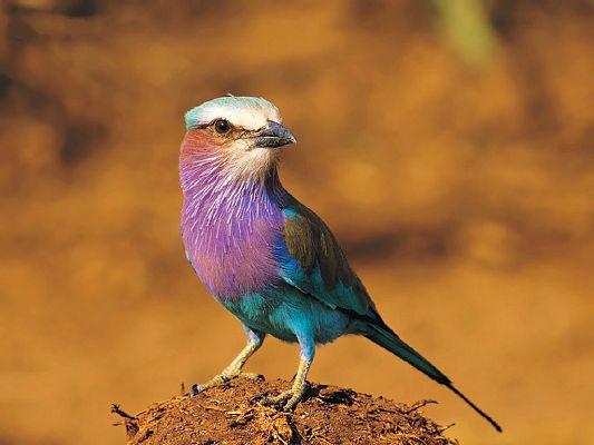 click to free download the wallpaper--Birds Photography, Breasted Roller on Earth, Mere Misty Background