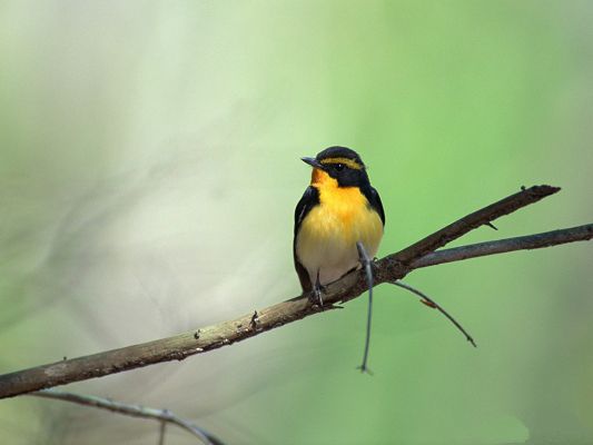 click to free download the wallpaper--Birds Photography, Yellow Bird on Thin Branch, Holding Firmly