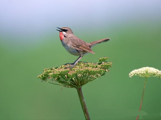 click to free download the wallpaper--Birds Picture, Standing on Green Plant, Happy in Singing