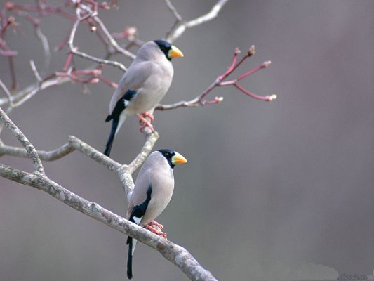 click to free download the wallpaper--Birds Picture, Two Birds on Bald Branch, the Best Friend of Each Other