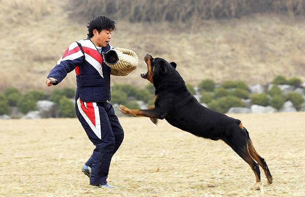 click to free download the wallpaper--Biting Rottweiler Rottweiler