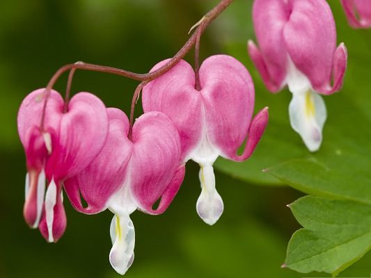 click to free download the wallpaper--Bleeding Heart Flower, Pink Blooming Flowers on Brown Branch, Green Leaves Around