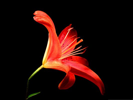 click to free download the wallpaper--Blooming Red Flower Image, Flower in Space, Feeling Wild and Free
