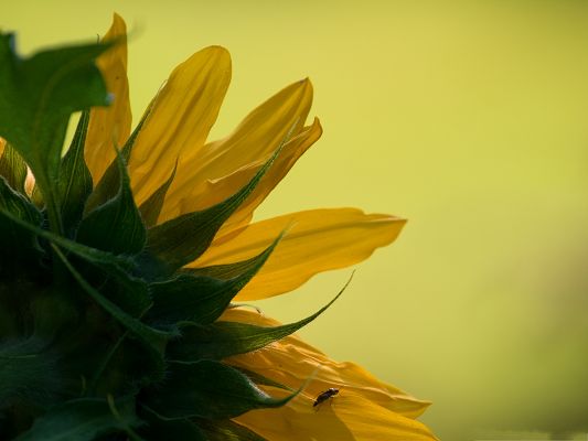 click to free download the wallpaper--Blooming Sunflowers Image, Big Sunflowers Under Macro Focus, Always Smile!
