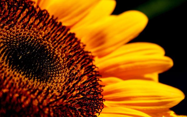 click to free download the wallpaper--Blooming Sunflowers Picture, Yellow Flower with Ripe Fruits, Have a Taste!
