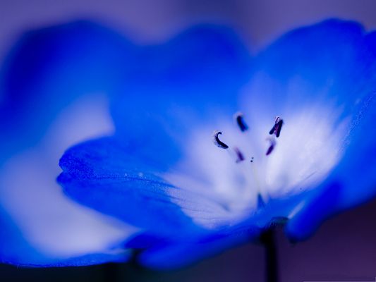 click to free download the wallpaper--Blue Flower Images, Little Flower in Full Bloom, White Stamen