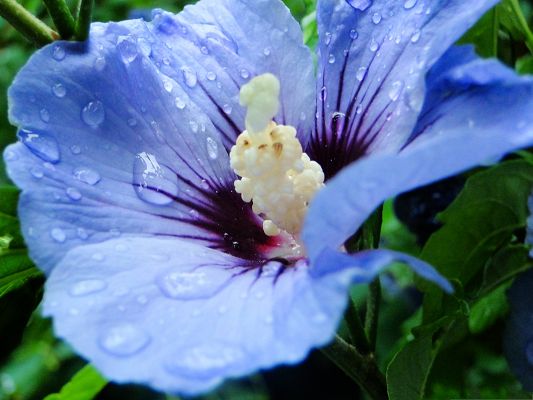 click to free download the wallpaper--Blue Flower Picture, Beautiful Flowers with Rain Drops, Green Leaves Around
