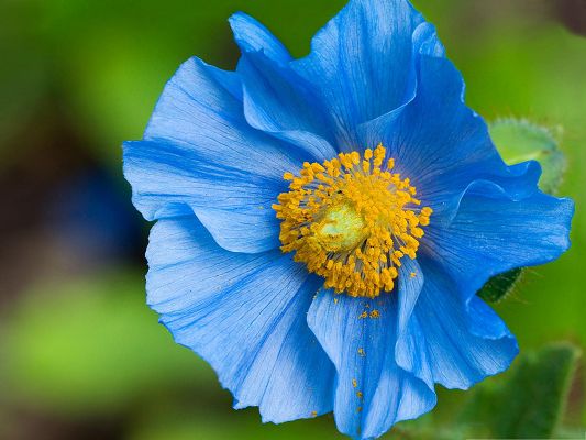 click to free download the wallpaper--Blue Flower Pictures, Small Blooming Flower on Green Background, Impressive Scenery