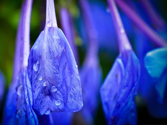 click to free download the wallpaper--Blue Flower Wallpaper, Flowers with Rain Drops, Clean and Fresh Scene