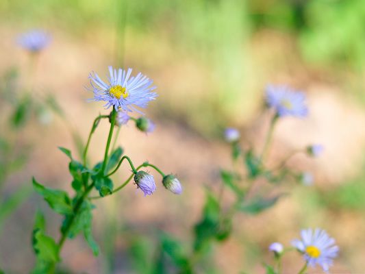 click to free download the wallpaper--Blue Flowers Image, Tiny Beautiful Flowers, Green Grass and Leaves All Around