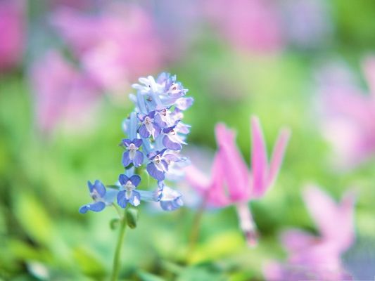 click to free download the wallpaper--Blue Flowers Picture, Tiny Flowers in Bloom, Light-Colored Background