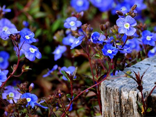 click to free download the wallpaper--Blue Flowers Wallpaper, Tiny Flowers Under Macro Focus, Blooming in Smile