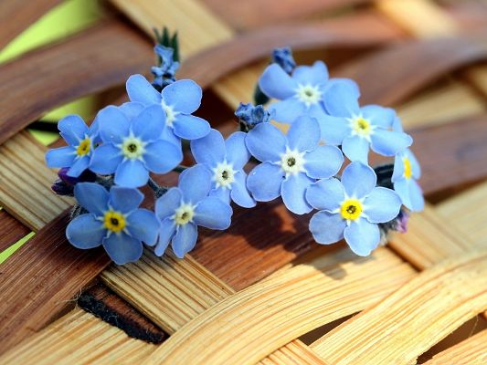 click to free download the wallpaper--Blue Little Flowers, Forget Me Not Flowers in Bloom, Clean and Impressive