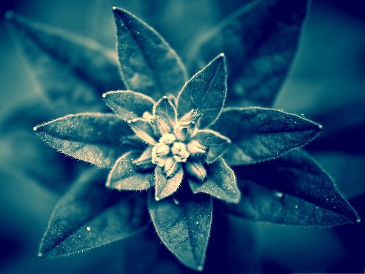 click to free download the wallpaper--Blue Plant Image, Beautiful and Attractive Plant Under Macro Focus