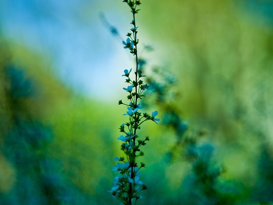 click to free download the wallpaper--Blue Plant Photography, Blue Flowers in Bloom, Green Background