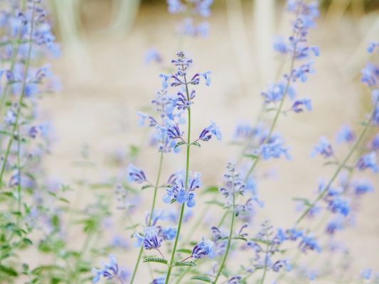 click to free download the wallpaper--Blue Small Flowers, Little Flowers in Bloom, Incredible Scenery