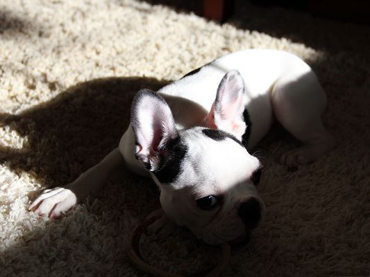 click to free download the wallpaper--Boxer Dog Picture, Lying on White Carpet, Sunshine All Over It