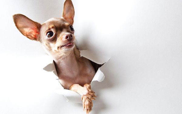 click to free download the wallpaper--Broken Plastic Paper, a Chihuahua is Shown, Stretched out Tongue, Indeed a Cute Guy - HD Cute Puppy Wallpaper