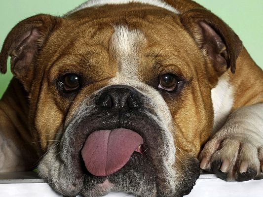 click to free download the wallpaper--Bulldog Image, Lazy Puppy, Unwilling to Take a Leaving Step