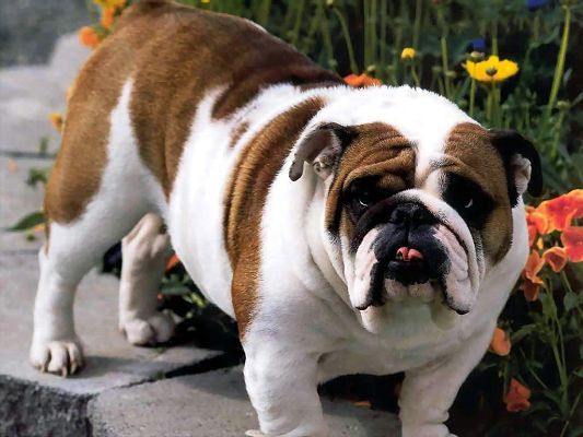 click to free download the wallpaper--Bulldog Pictures, Chubby Puppy Around Amazing Nature Landscape