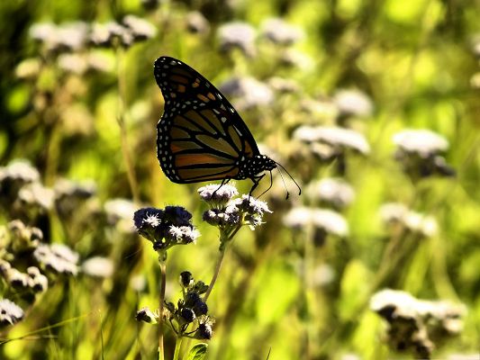 click to free download the wallpaper--Butterflies and Flower, Monarch Butterfly on White Flowers, Amazing Nature Landscape