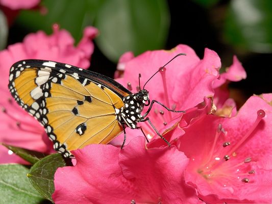 click to free download the wallpaper--Butterfly and Flower, Yellow Butterfly on Pink Flowers, Impressive Scene
